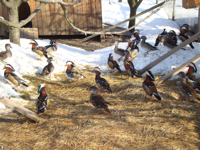 DSC03952 - AnimaleSiPasari2014