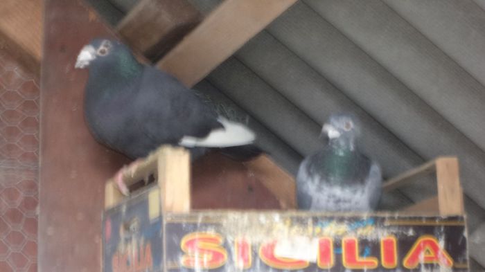 voiajori sport linia veche pereche matca