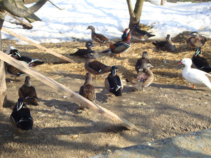 DSC03953 - AnimaleSiPasari2014