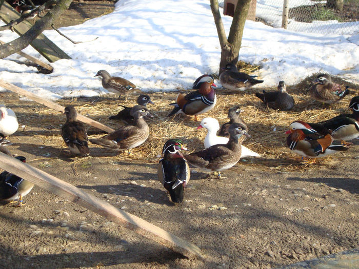 DSC03954 - AnimaleSiPasari2014