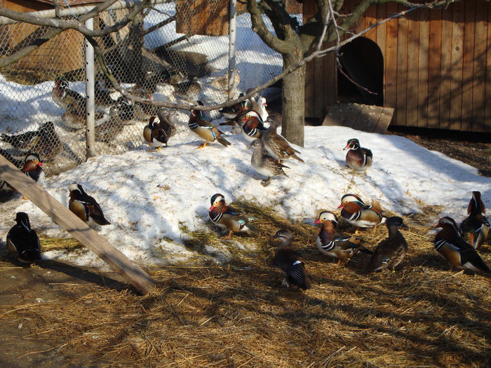 DSC03956 - AnimaleSiPasari2014