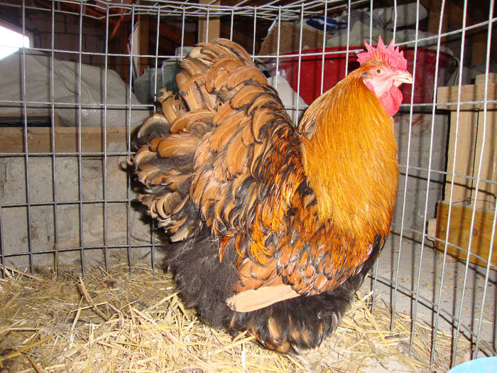 DSC03957 - AnimaleSiPasari2014