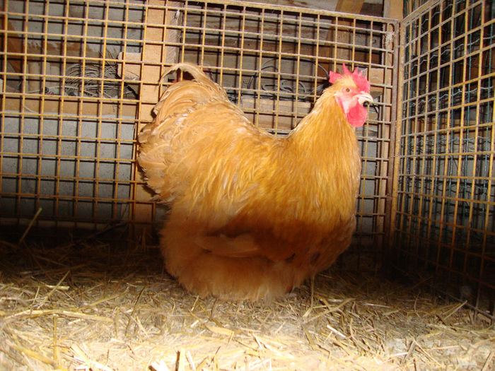 DSC03958 - AnimaleSiPasari2014