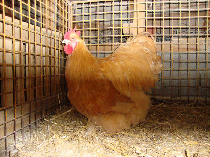 DSC03959 - AnimaleSiPasari2014