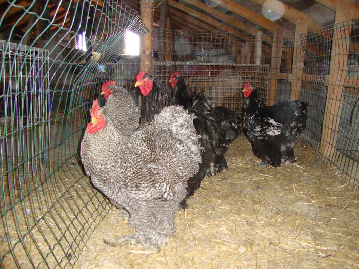 DSC03973 - AnimaleSiPasari2014