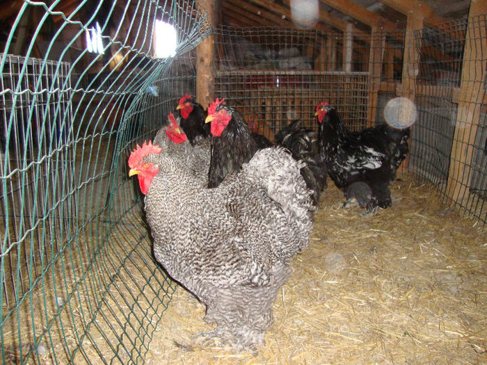 DSC03974 - AnimaleSiPasari2014