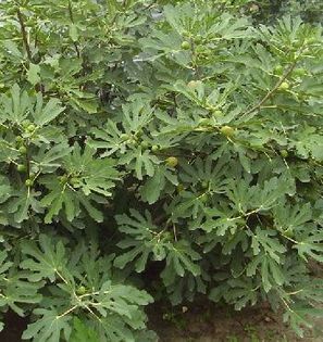 Smochin; (Ficus carica)provine din vechea Sirie si Persie
