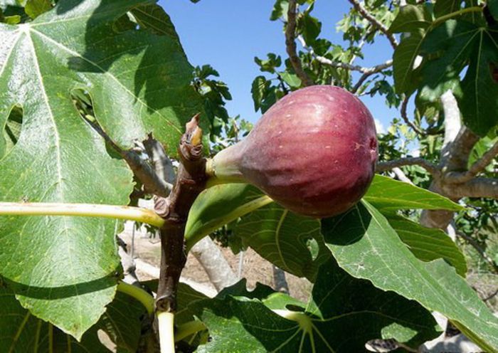 Smochin-fruct; (Ficus carica)
