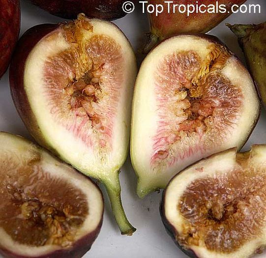 Smochin-fructe,seminte; (Ficus carica)
