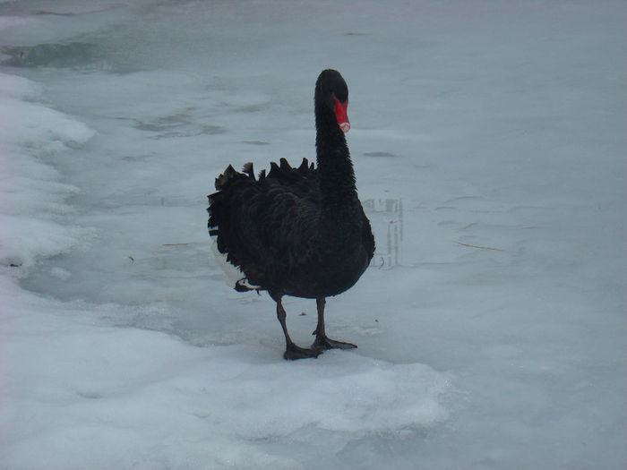 14 FEB 2014 - LEBEDE NEGRE