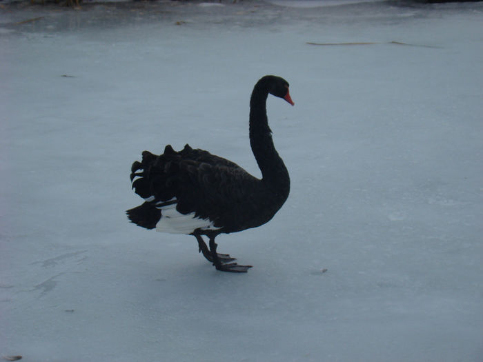 14 FEB 2014 - LEBEDE NEGRE