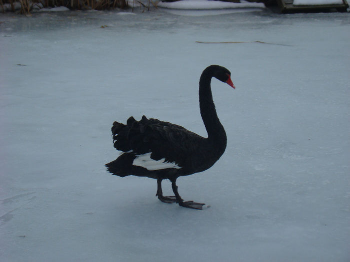 14 FEB 2014 - LEBEDE NEGRE