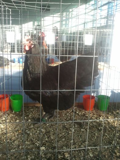 Expo 2014 Sfantu Gheorghe - Australorp