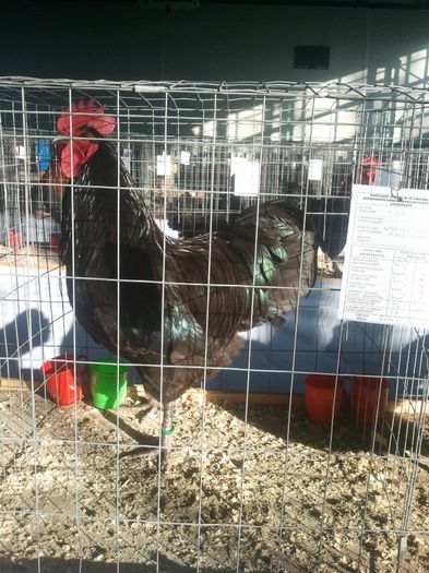 Expo 2014 Sfantu Gheorghe - Australorp