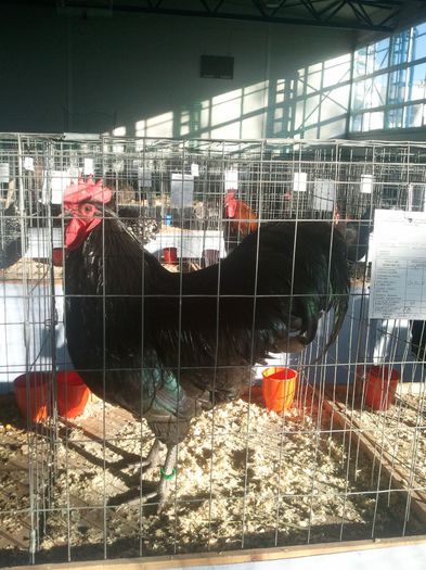 Expo 2014 Sfantu Gheorghe - Australorp