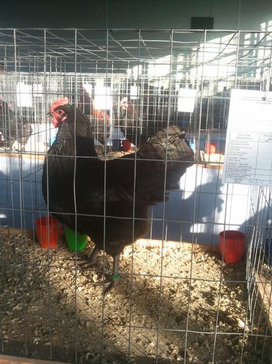 Expo 2014 Sfantu Gheorghe - Australorp