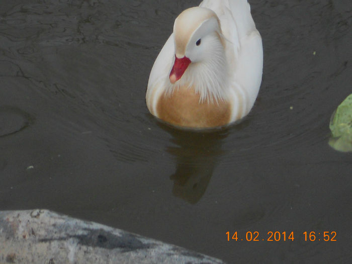 DSCN5318 - Rate Mandarine Albe