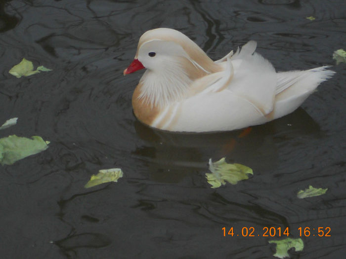 DSCN5320 - Rate Mandarine Albe