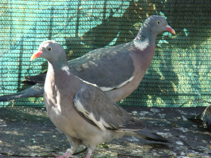 POPESTI - PORUMBEI SALBATICI