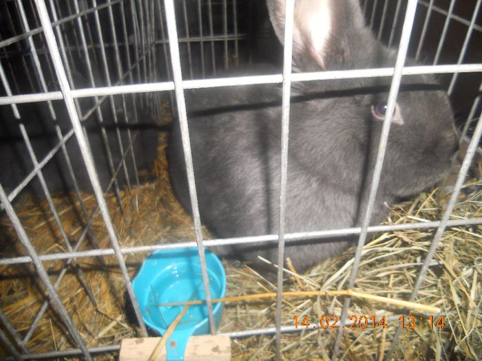 DSCN9487 - Expo Miercurea Ciuc 2014