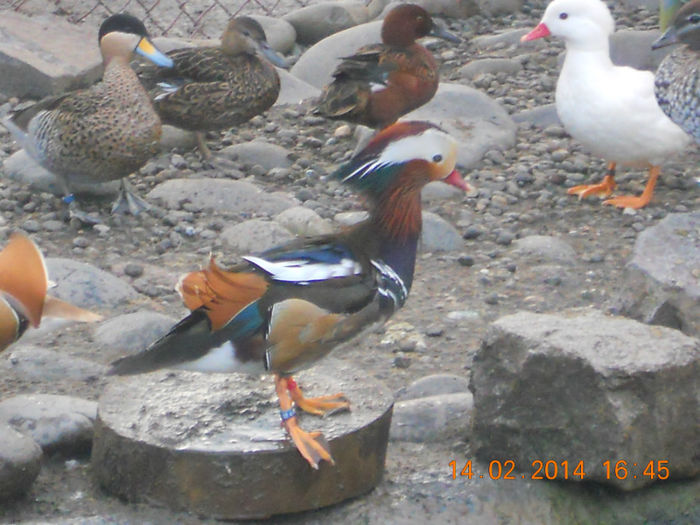 DSCN5296 - RATE MANDARINE STANDARD