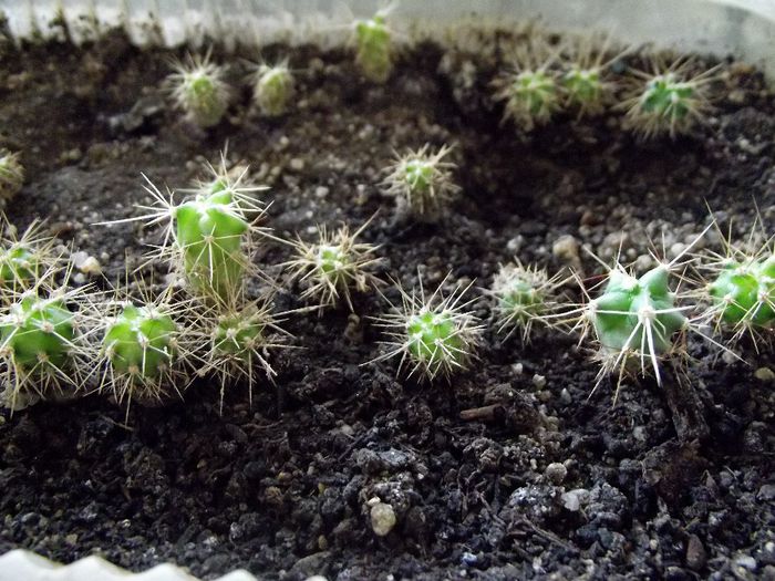 la un an de la insamantare - cactusi din seminte