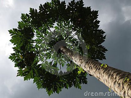 Papaya s au Pawpaw; (Carica Papaya)originar din sudul mexicului
