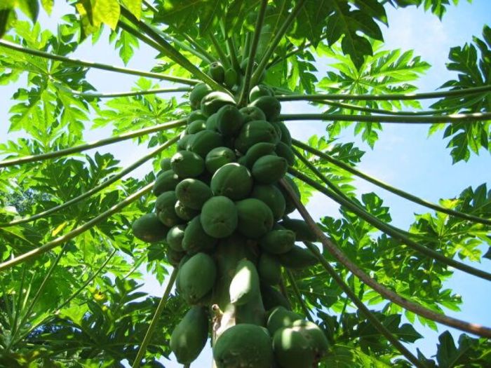 Papaya; (Carica Papaya)
