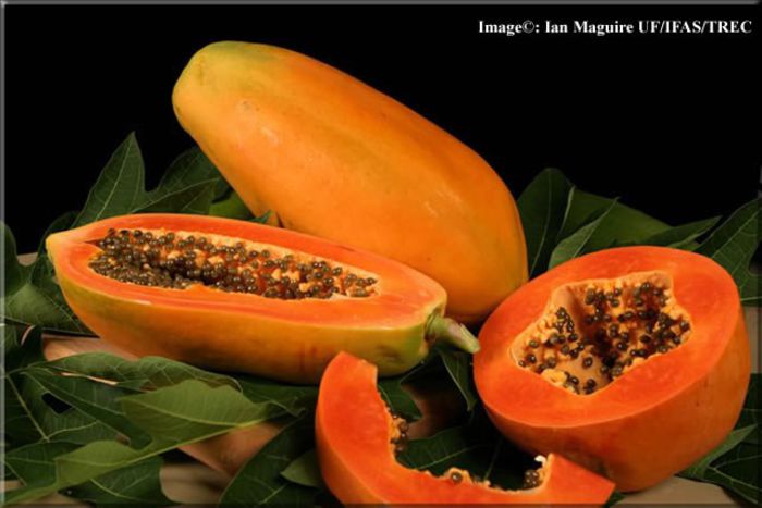 Papaya-fruct si seminte; (Carica Papaya)
