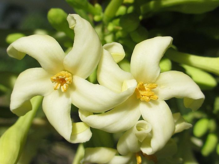 Papaya-floare masculina; (Carica Papaya)
