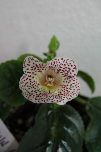 Guttata