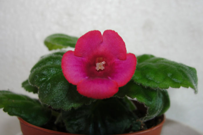 Raindrop Red