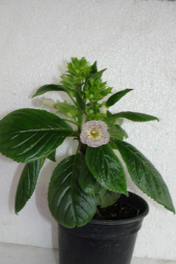 Guttata