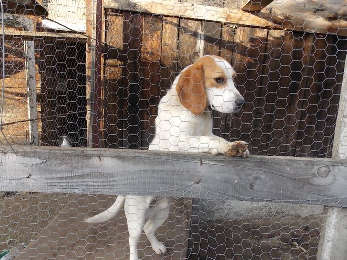 Picture 835; beagle,carlos de vinzare 100e,are 11 luni.
