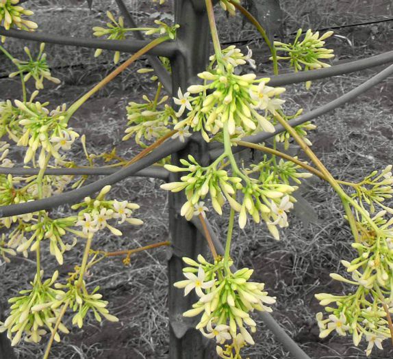 Papaya-inflorescenta; (Carica Papaya)
