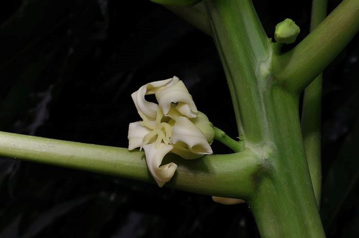 Papaya-floare feminina; (Carica Papaya)
