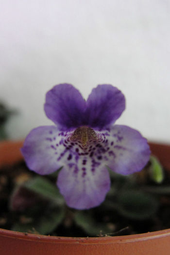  - Sinningia-2