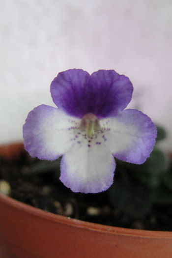  - Sinningia-2