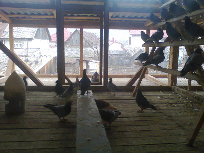 Fotografie1216 - poze compartimente zbor-pui a noului tandem