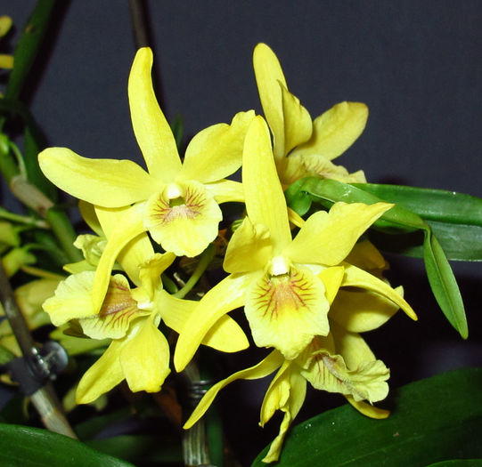 Dendrobium Stardust Chiyomi - Dendro nobile