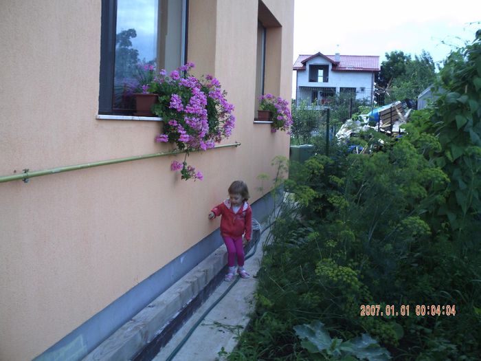 MARATUL IN GRADINA IN 2012 - fLORILE    LUI   TEO