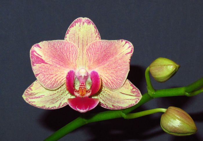 Phalaenopsis Pirate Picotee - Reinfloriri orhidee 2014