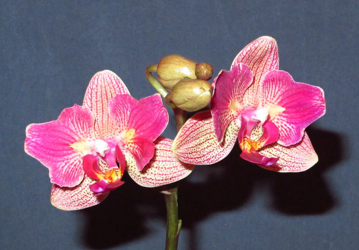 IMG_2040 - Reinfloriri orhidee 2014