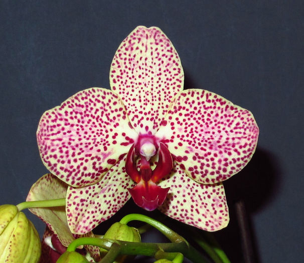 Phalaenopsis Kleos Beauty - Reinfloriri orhidee 2014