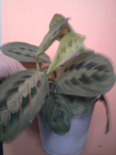 maranta - Pepiniera mea
