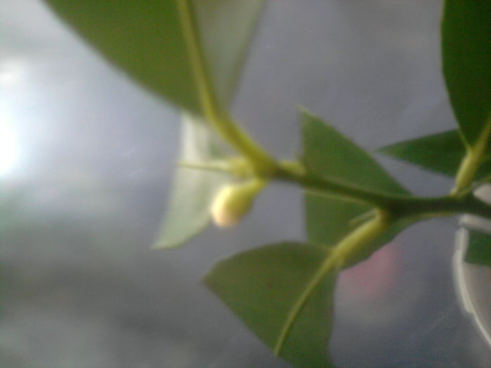 are doar 6 luni