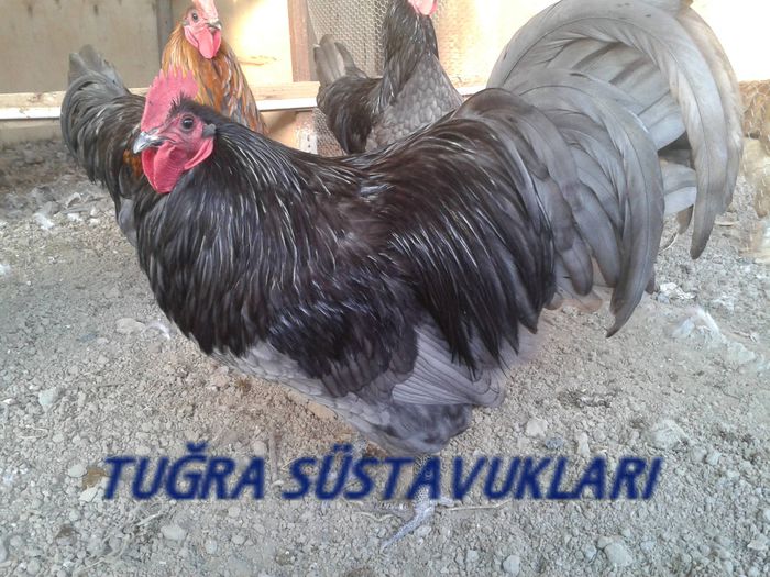 AUSTRALORP BLU