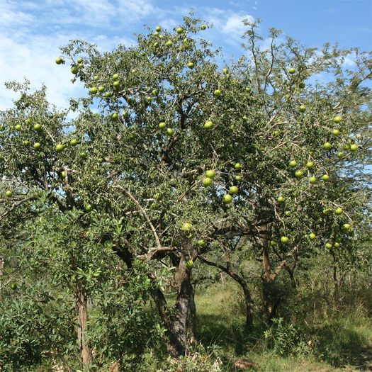 Portocala maimutei; (Strychnos spinosa)in Africa tropicala si sud-tropicala
