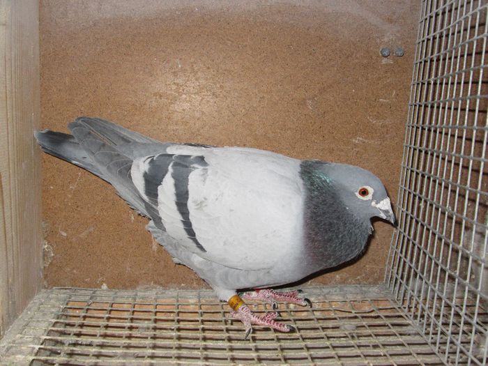 diaconu george - porumbei campioni