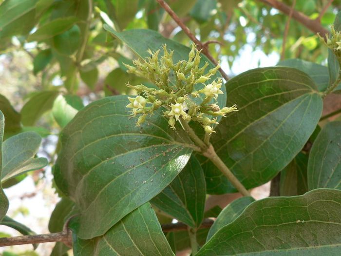 Portocala maimutei-inflorescenta; (Strychnos spinosa)
